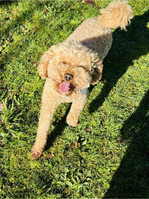 Pipsqueaks-4