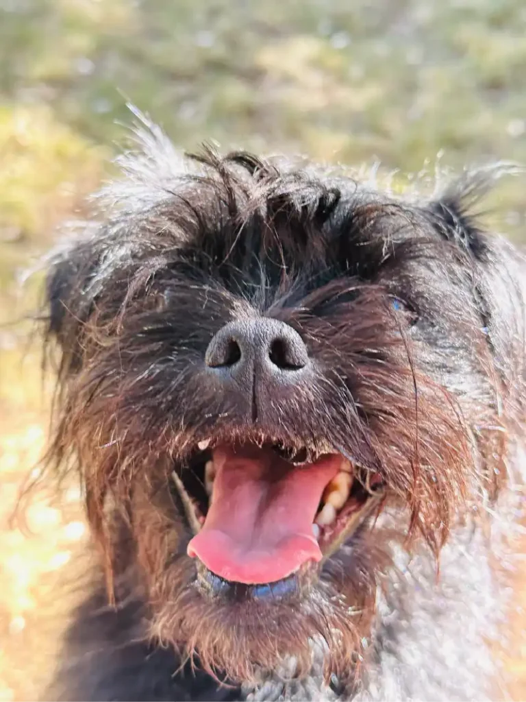 DOG-BOARDING-KENNELS-SMALL DOG BOARDING