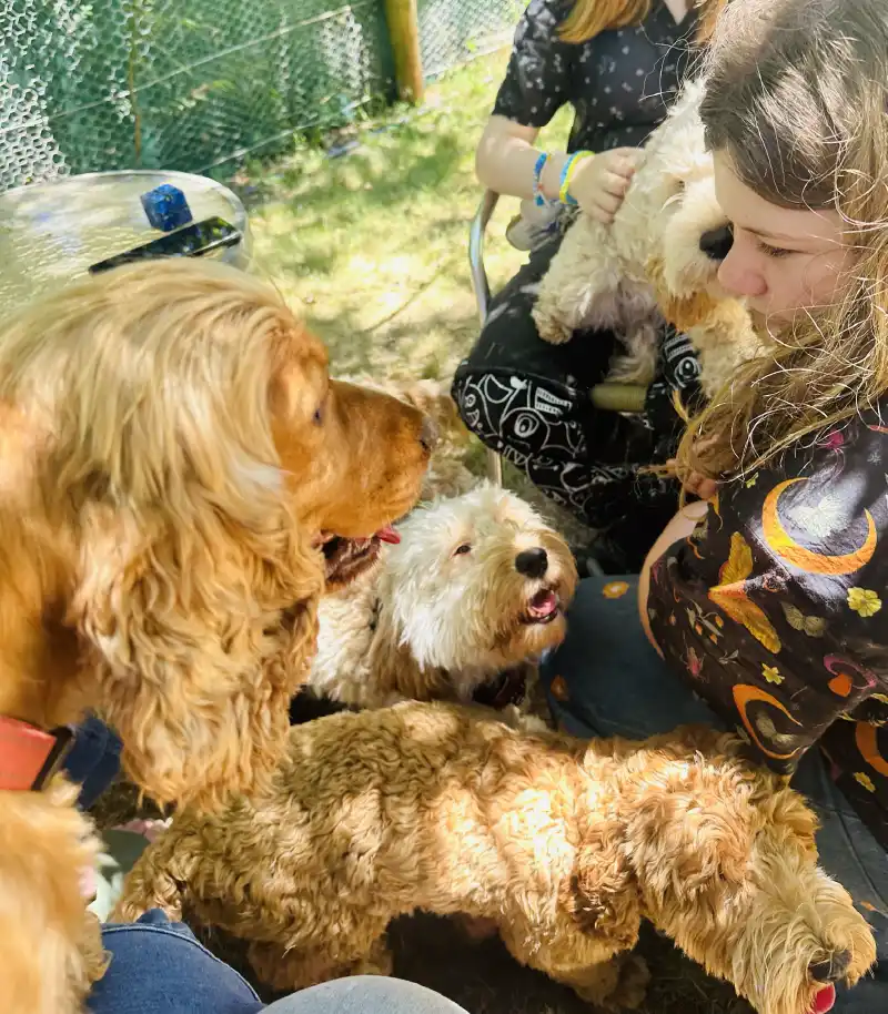 PIPSQUEAKS-DOG-BOARDING-YARRA-VALLEY