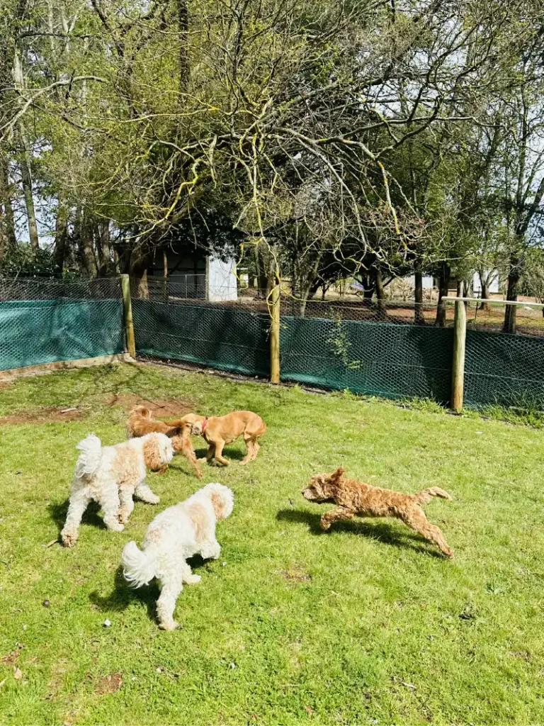 PIPSQUEAKS-YARRA-VALLEY-DOG-BOARDING