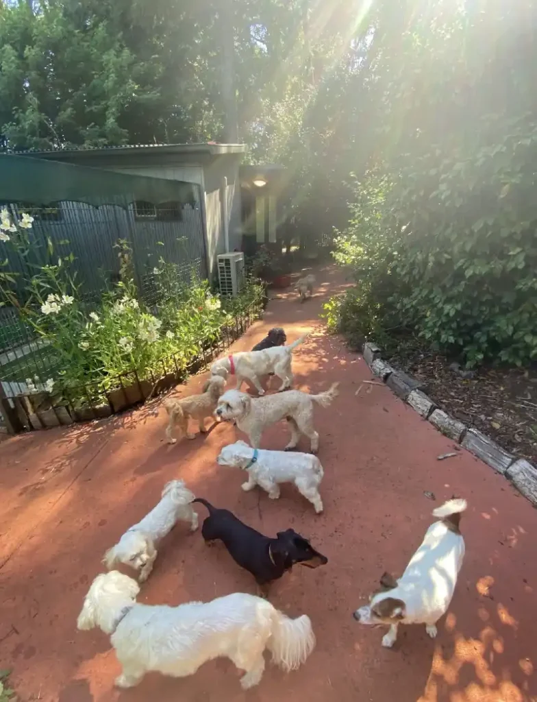 boarding for small breed dogs-small dog kennels yarra velley-pipsqueaks boarding kennels