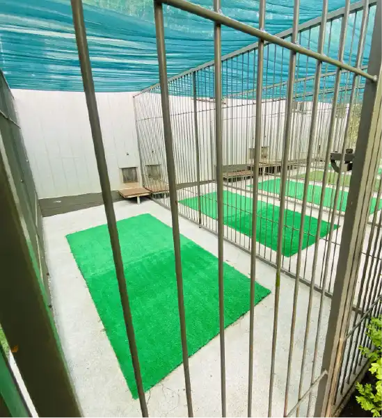 pipspueaks-borading-kennels-courtyard