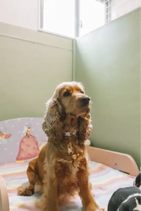 pipsqueaks-boarding-kennels-05
